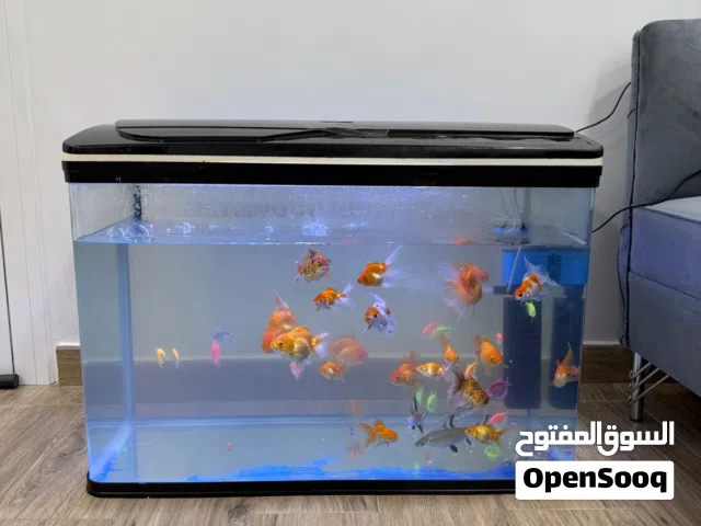 للبيع حوض سمك