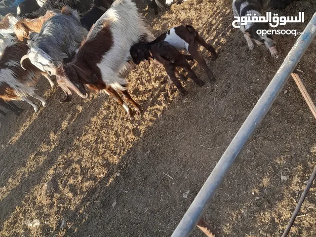 عنزه سن حبات صلاه النبي وراها توم جديان