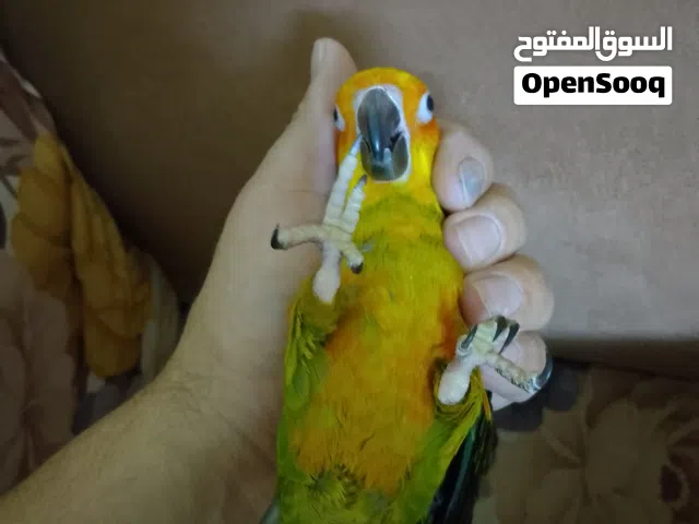 بغبغاء سانكنيور