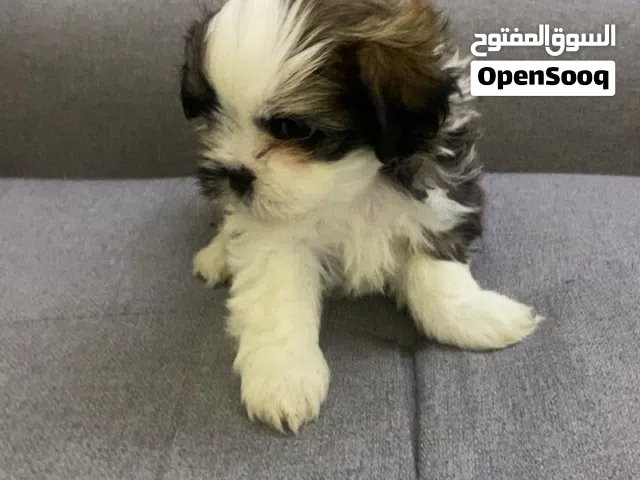 جراء مني شيتزو