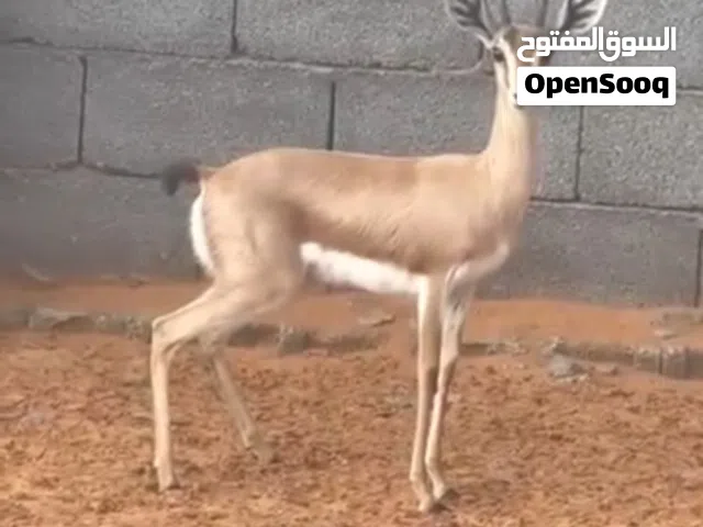 دكر وانتي غزال للبيع