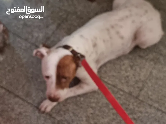 فرصة لهواة كلاب بيتبول ريدنوز بصحة جيدة جدا ومستوى عالى جدا