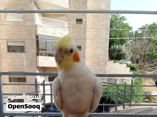 بغبغاء كوكتيل مغرد صوت جميل بيحكي حبيبي والسلام عليكم