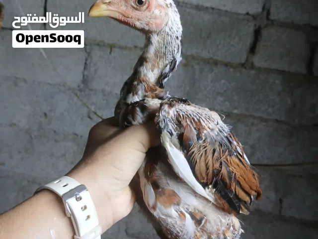 دجاج باكستاني