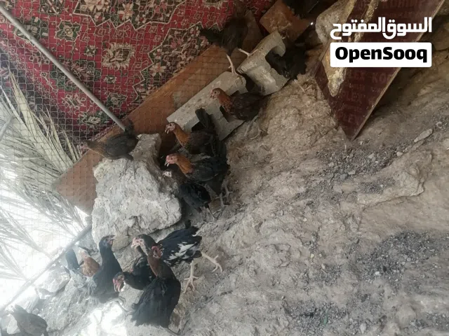 متوفر دجاج محلي للبيع