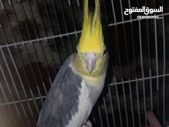 ذكــر كــوكــتـيــل {واحــد}