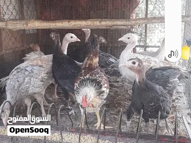صوص حبش بحدود خمسة عشر فرخ