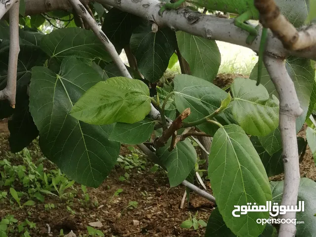 حرباء موجود اكثر من واحدة جملية وغير مؤذية ومفيدة جدا لحدائق المنازل لتنظيفها من الحشرات الضارة