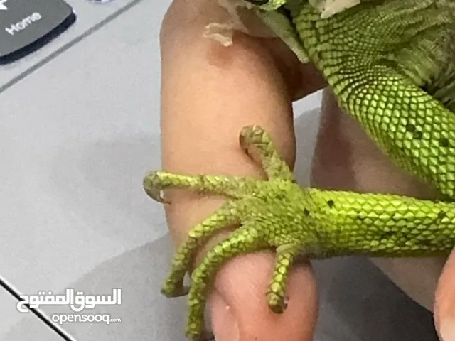 اغوانا اليفة