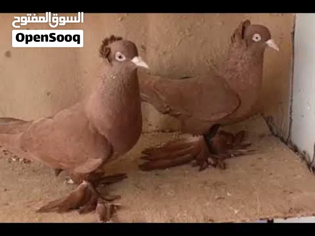 مطلوب زوج رواعب بسعر مناسب شباب او نثيه وحده او فحل وحده جزاكم الله خير