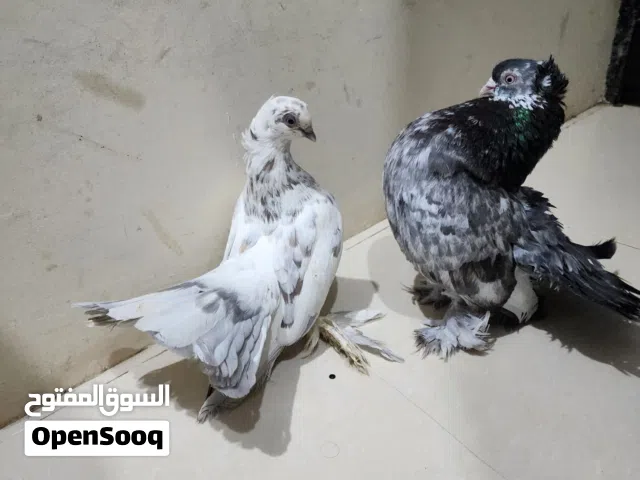 كرنقو زوج لسى مش ماخذين بعض