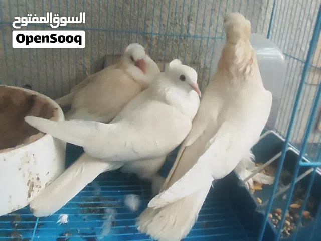 زوج صفر زيراي+ تك طيره گورنك