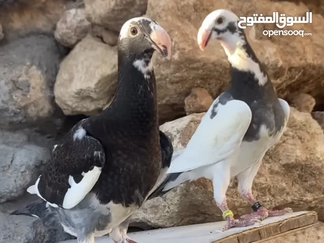 متاح فراخ هومر بيوتي