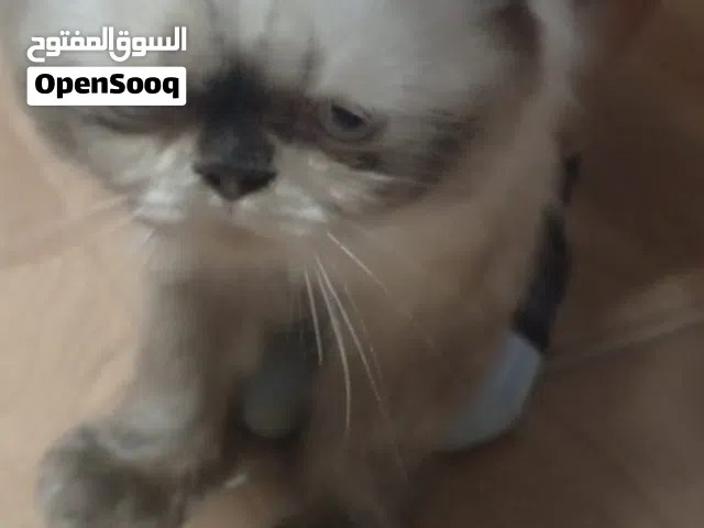 قطه هيمالايا