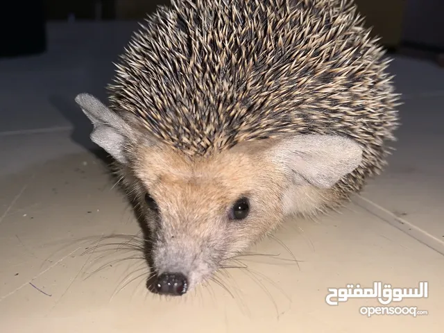 قنفذ أفريقي قزم للبيع