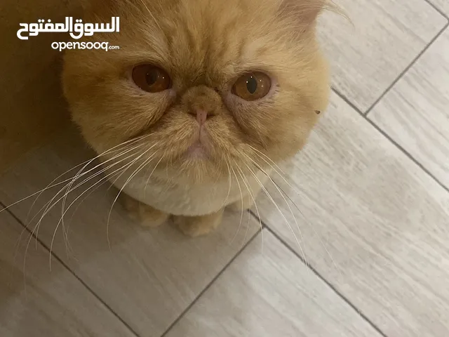 قط هادئ للتبني