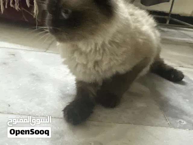 قطة هيمالايا