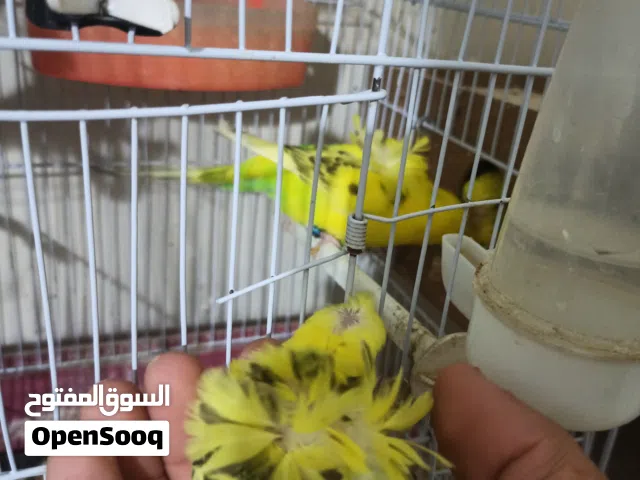 جوز هوجو  تكساس بدون افراخ