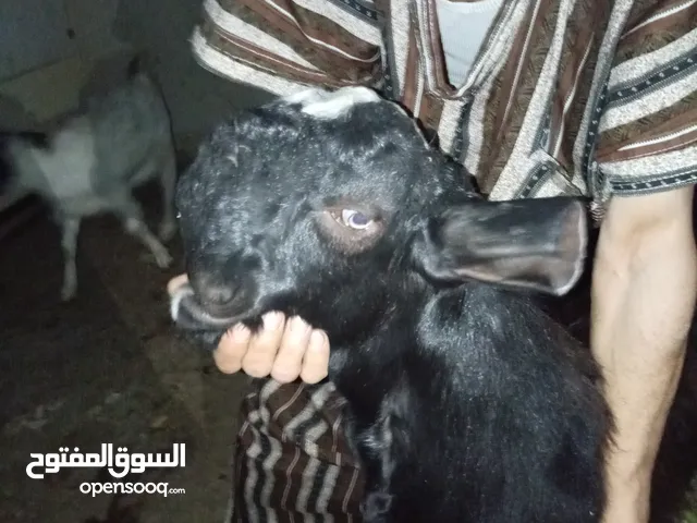 تيس حريقه عمر السنه جاهز مجهز للهداد من حظ الشاري