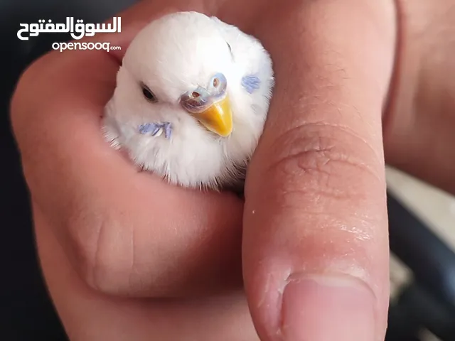 ذكر بيروش 40 dh