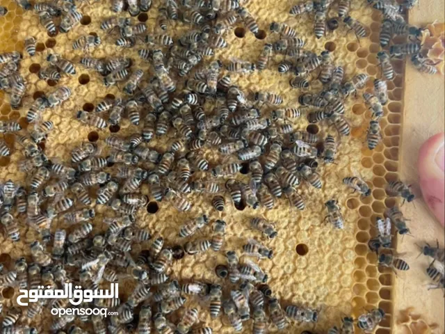 نحل العسل عماني