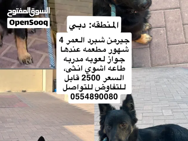 جيرمن شبرد العمر اربع اشهر