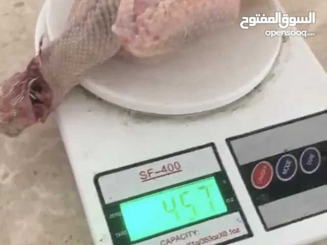 في لحم الحمام كما في غالبية أنواع اللحوم وله فوائد عديدة منها: المحافظة حمام لاحم جمبو سعر الحبه 20