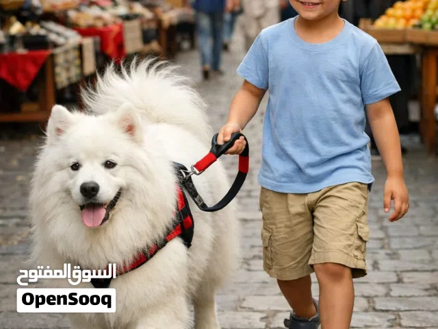 مقود حزام صدر كلب حيوانات اليفة