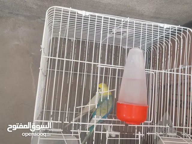 كوبيه بقلينوا انتي مالطي دكر رينبوا دم مشاء الله يسخنون