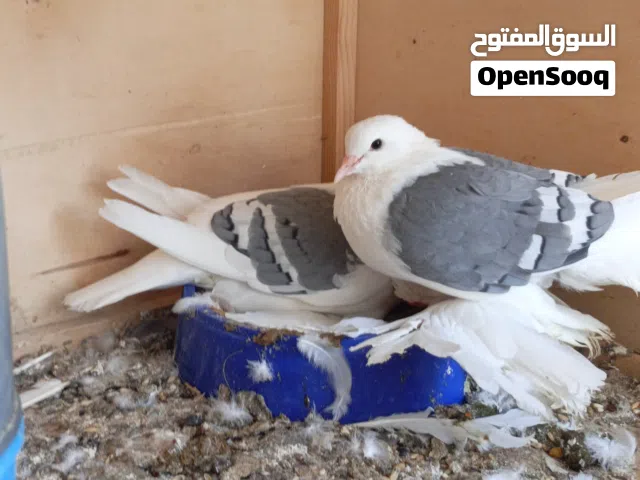 كوبيه صولو تحته دحي