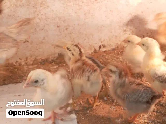 صيصان بلدي مرتبات ونشيطات