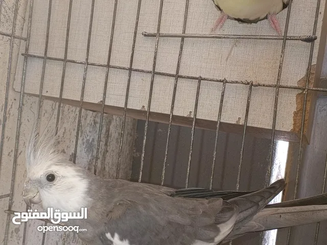 متاح في السلط