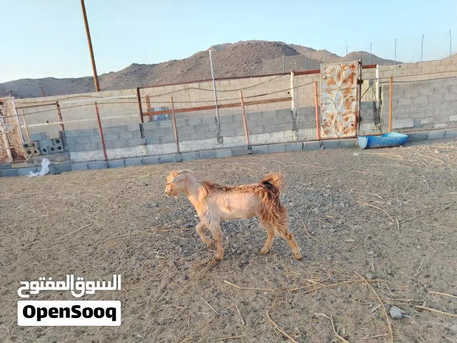 تيس وصخله عمانيات