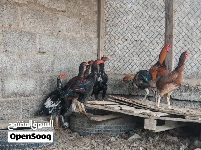 دجاج باكستاني بيور العمر 7 شهور العدد 6