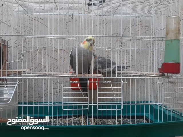 كوبية كوكتيل للبيع