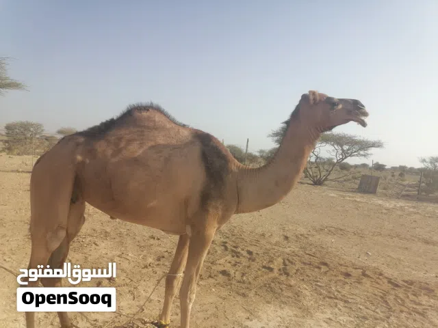 ناقه حايل للبيع