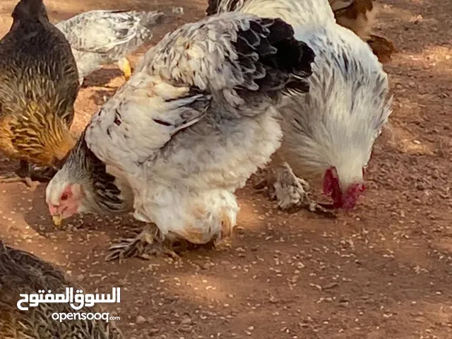 للبيع جوز دجاج براهما بيور عمر ,9شهور بشاير