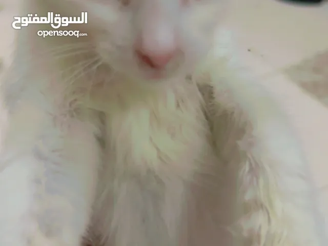 Its a female persian cat with two different eye colors ‘price can be lower no refund