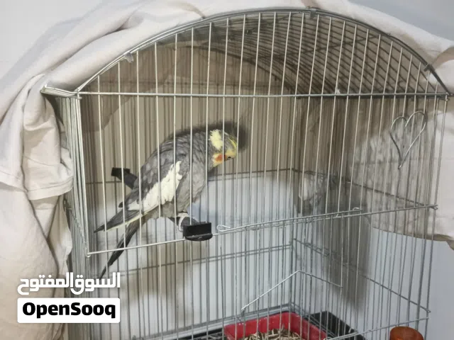 ذكر كوكتيل مع قفص كبير وبكامل اغراضه