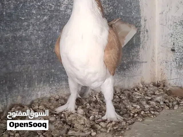 متاخ  6 مخاليف