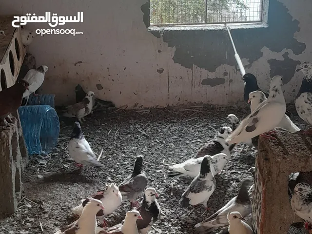 للبيع حقم عمانيات منتجات
