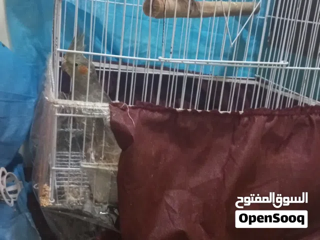 عصافير كوكتيل اللبيع لاب ولام وابن