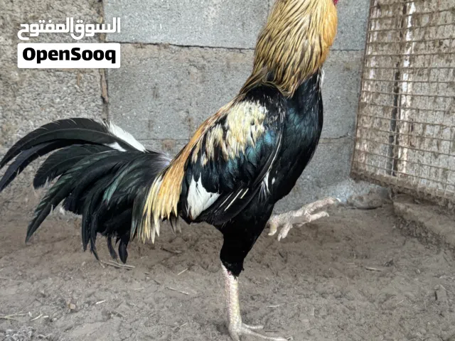 دياكة باكستانية على مستوى