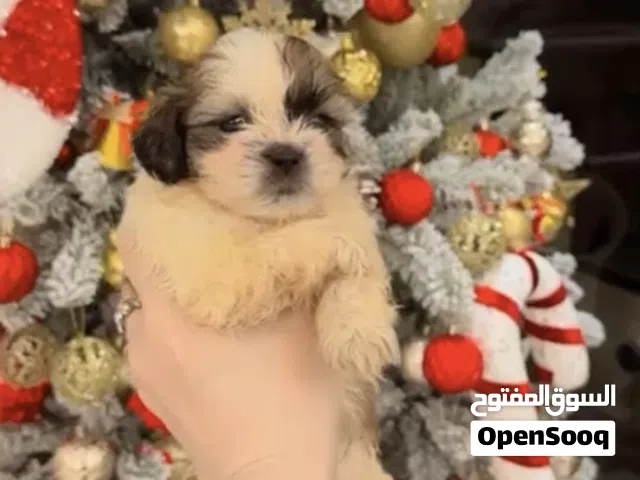 Princess shih tzu top quality ready for rehoming