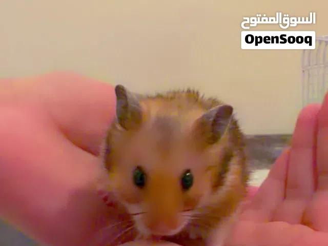 جوز هامستر اليف للبيع