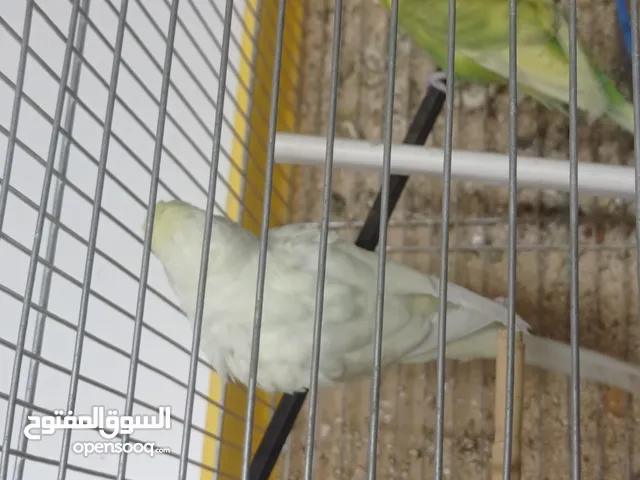 جوز طير حب