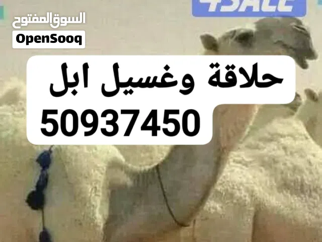 حلاقة وغسيل ابل كل مناطق الكويت
