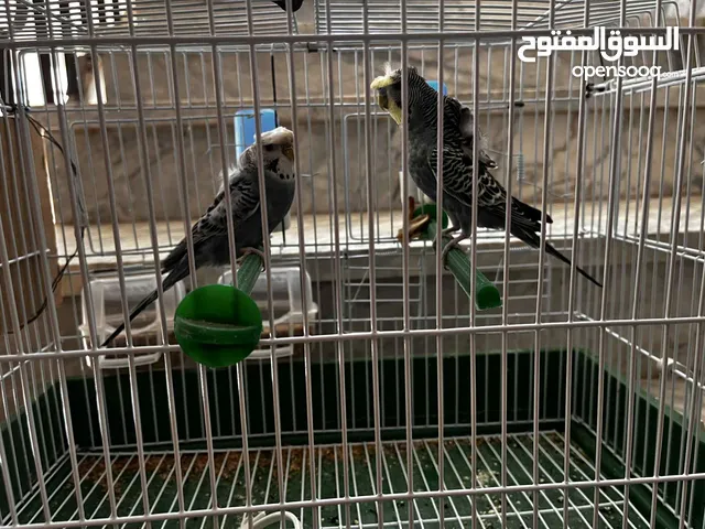 عصافير للبيع