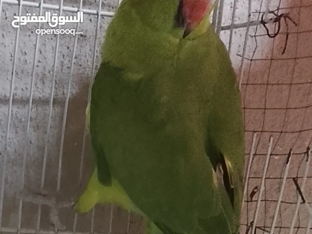 انواع طيور