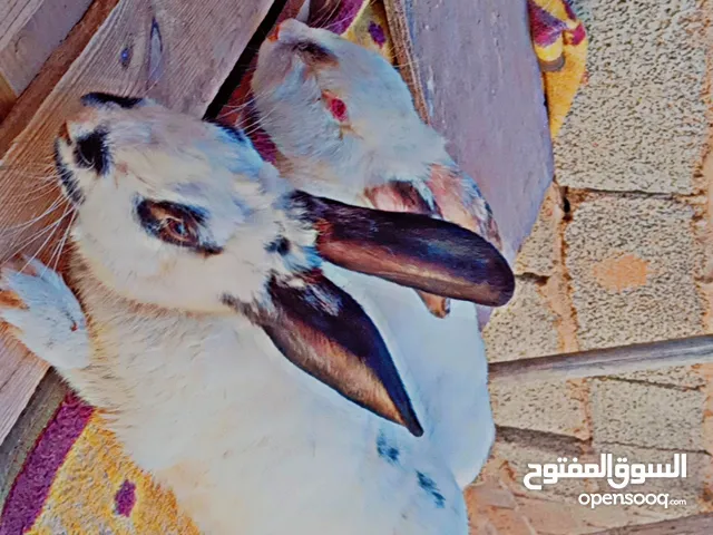 ارنب للبيع
